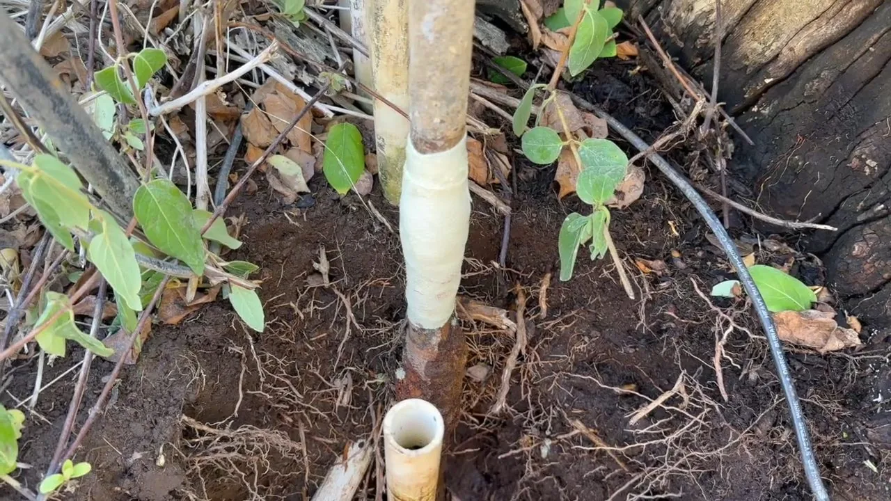 White and tan pipe rising from soil among roots and leafy plants, with a short length of pale pipe beside it.